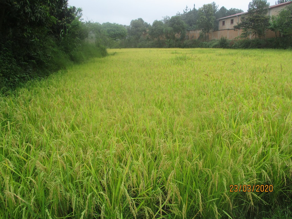 rizière- des psa a madagascar